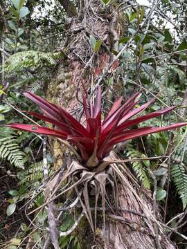 Imagem de Werauhia sintenisii (Baker) J. R. Grant