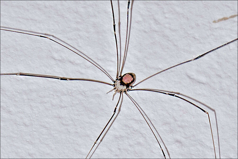 Image of <i>Leiobunum roseum</i>