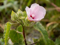 Image of striped rosemallow