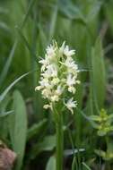 Image de Dactylorhiza romana subsp. georgica (Klinge) Soó ex Renz & Taubenheim