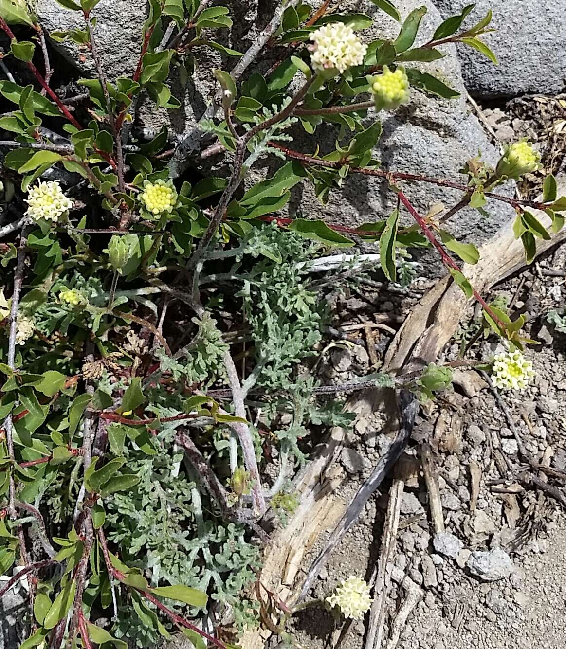 Image of <i>Chaenactis <i>douglasii</i></i> var. douglasii