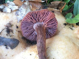 Image of Western Amethyst Deceiver