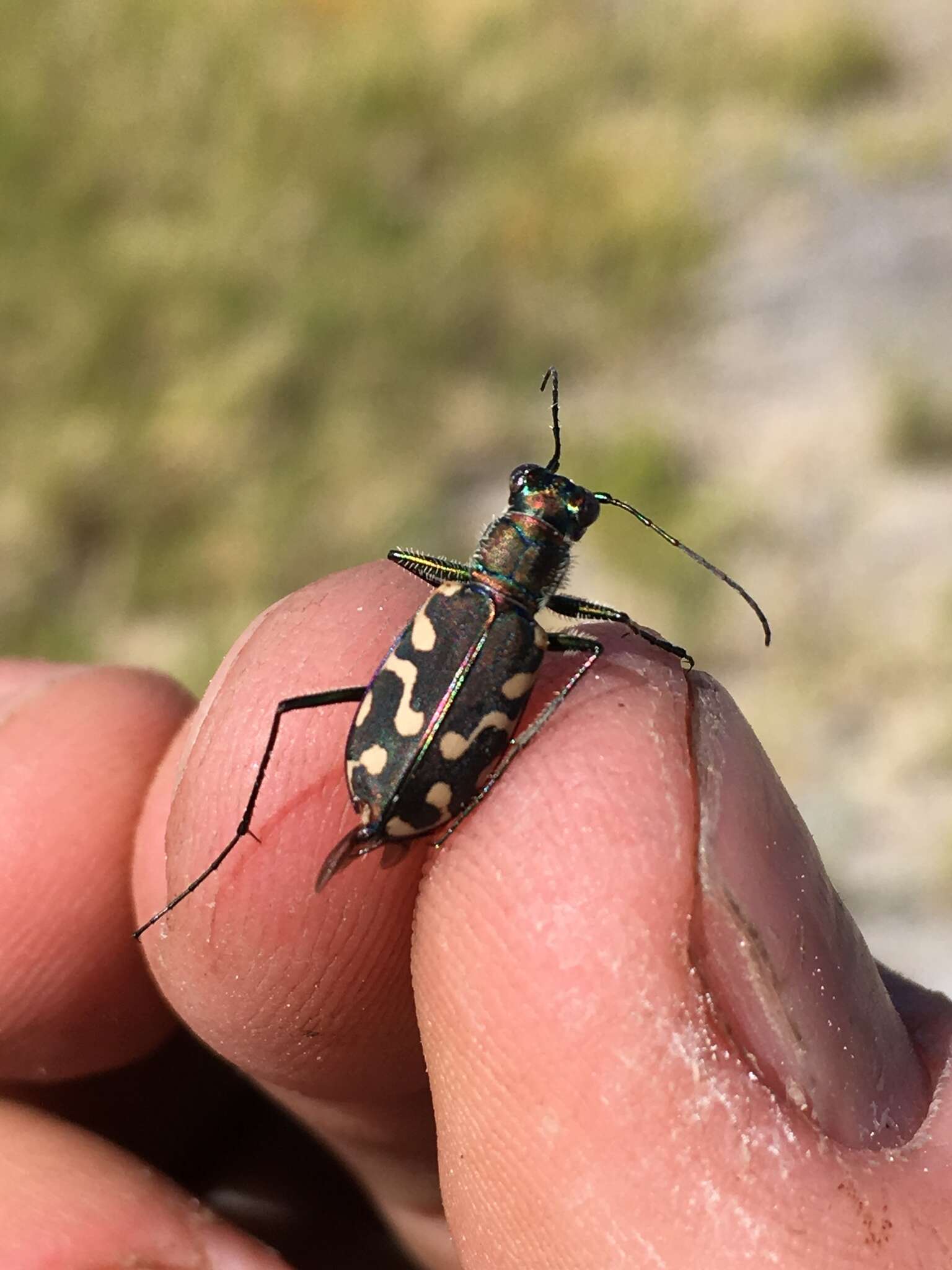 Image of <i>Cicindela <i>haemorrhagica</i></i> haemorrhagica