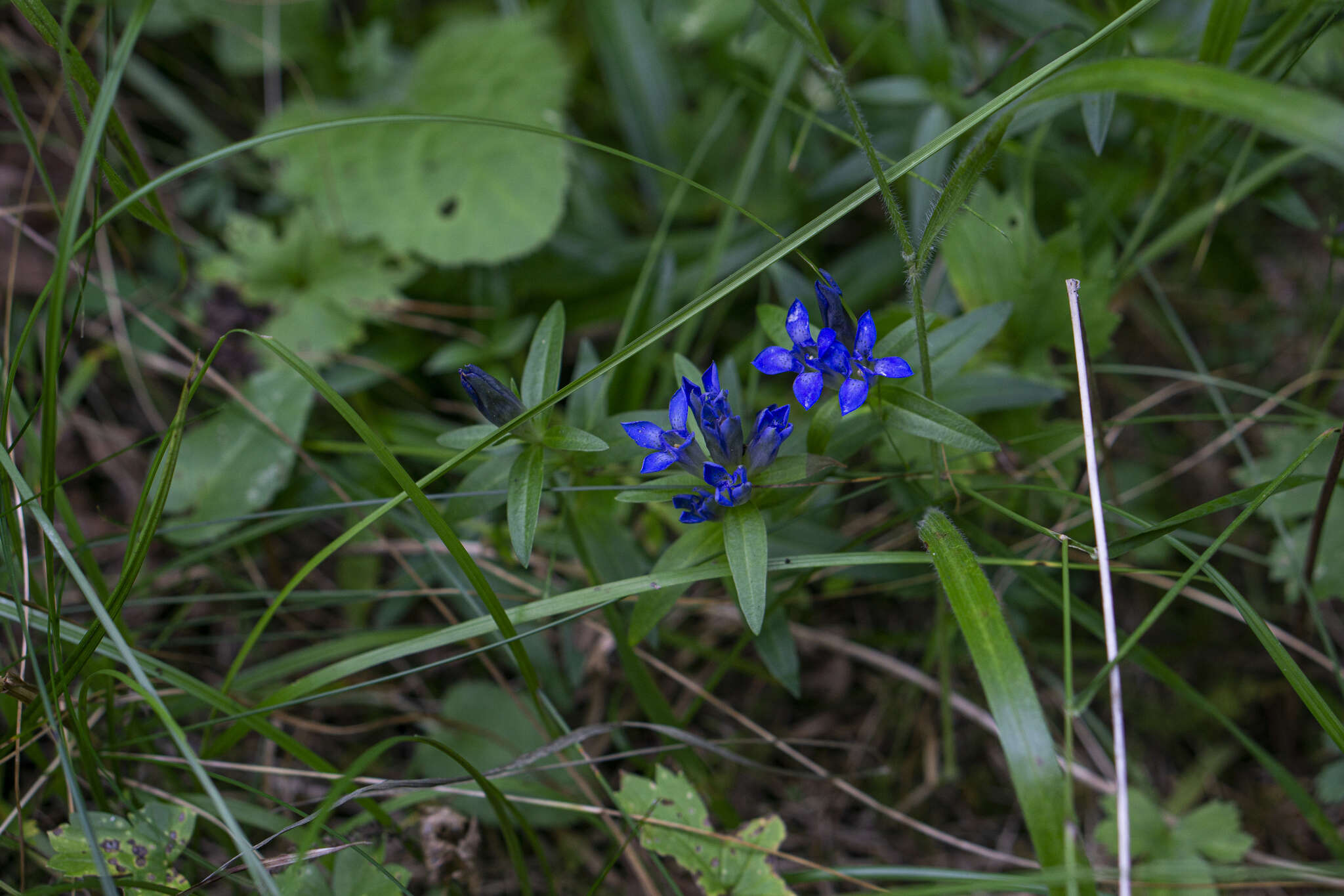 Image of Gentiana cruciata subsp. phlogifolia (Schott & Kotschy) Tutin