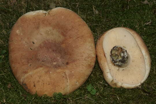 Imagem de Lactifluus allardii (Coker) De Crop 2012