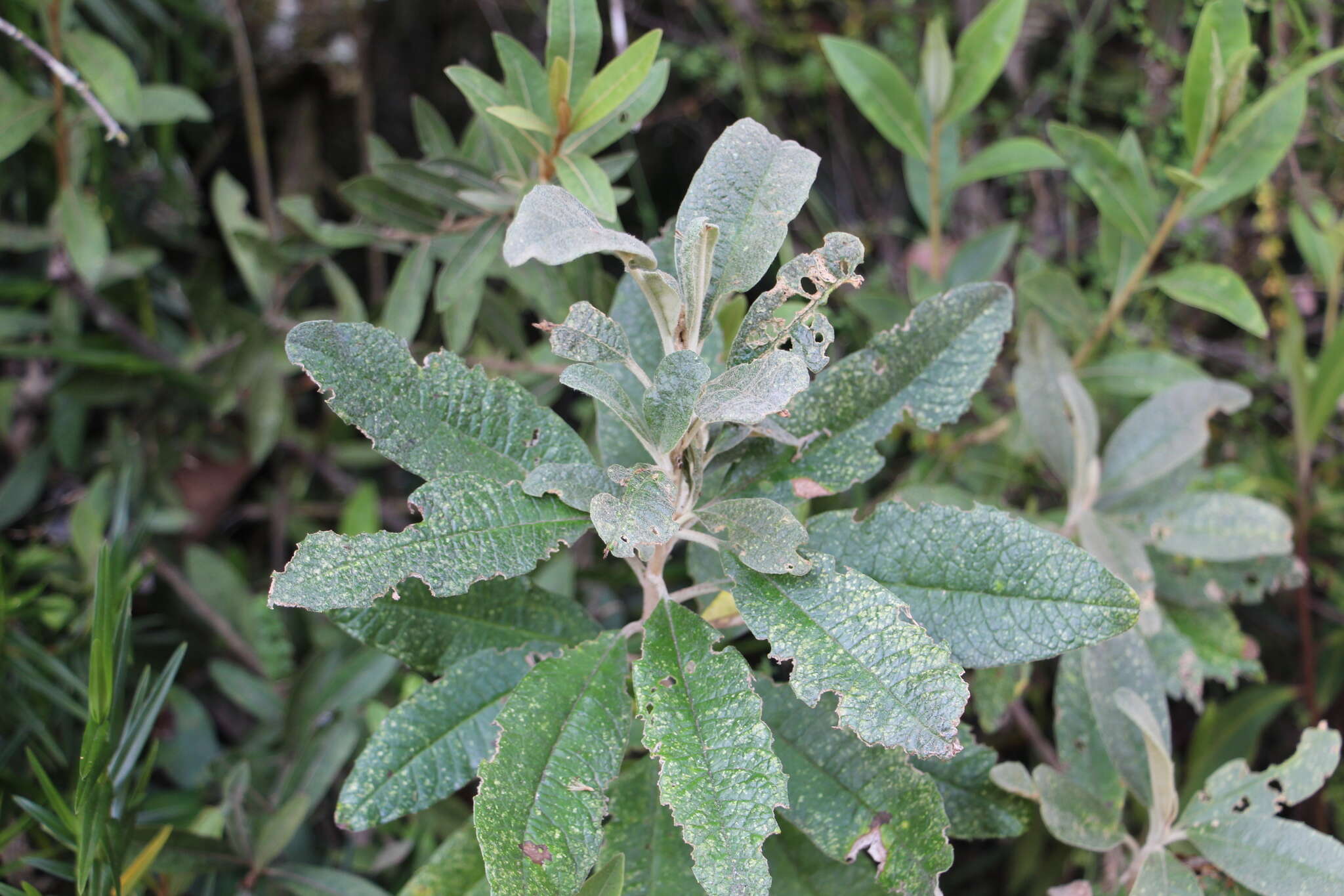 Image of Linochilus tenuifolius (Cuatrec.) Saldivia & O. M. Vargas