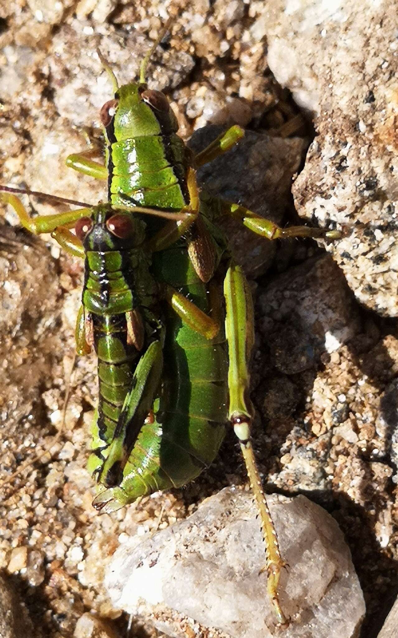 صورة Miramella (Kisella) carinthiaca (Obenberger 1926)