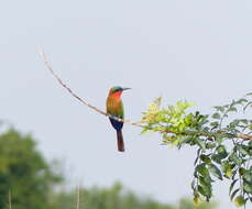 Image of Red-throated Bee-eater