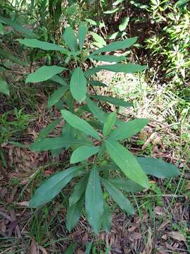 Image of Telopea oreades F. Müll.