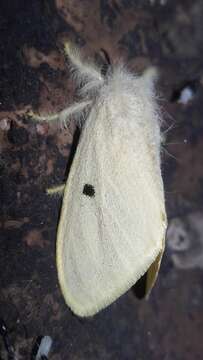 Image of Euproctis lunata Walker 1855