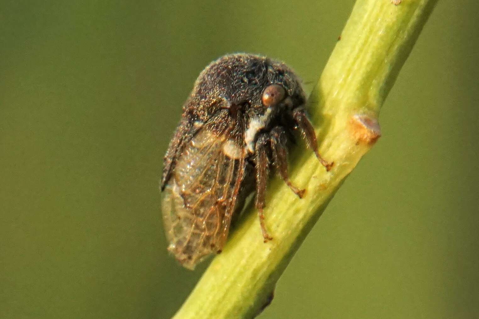 Image of Treehopper