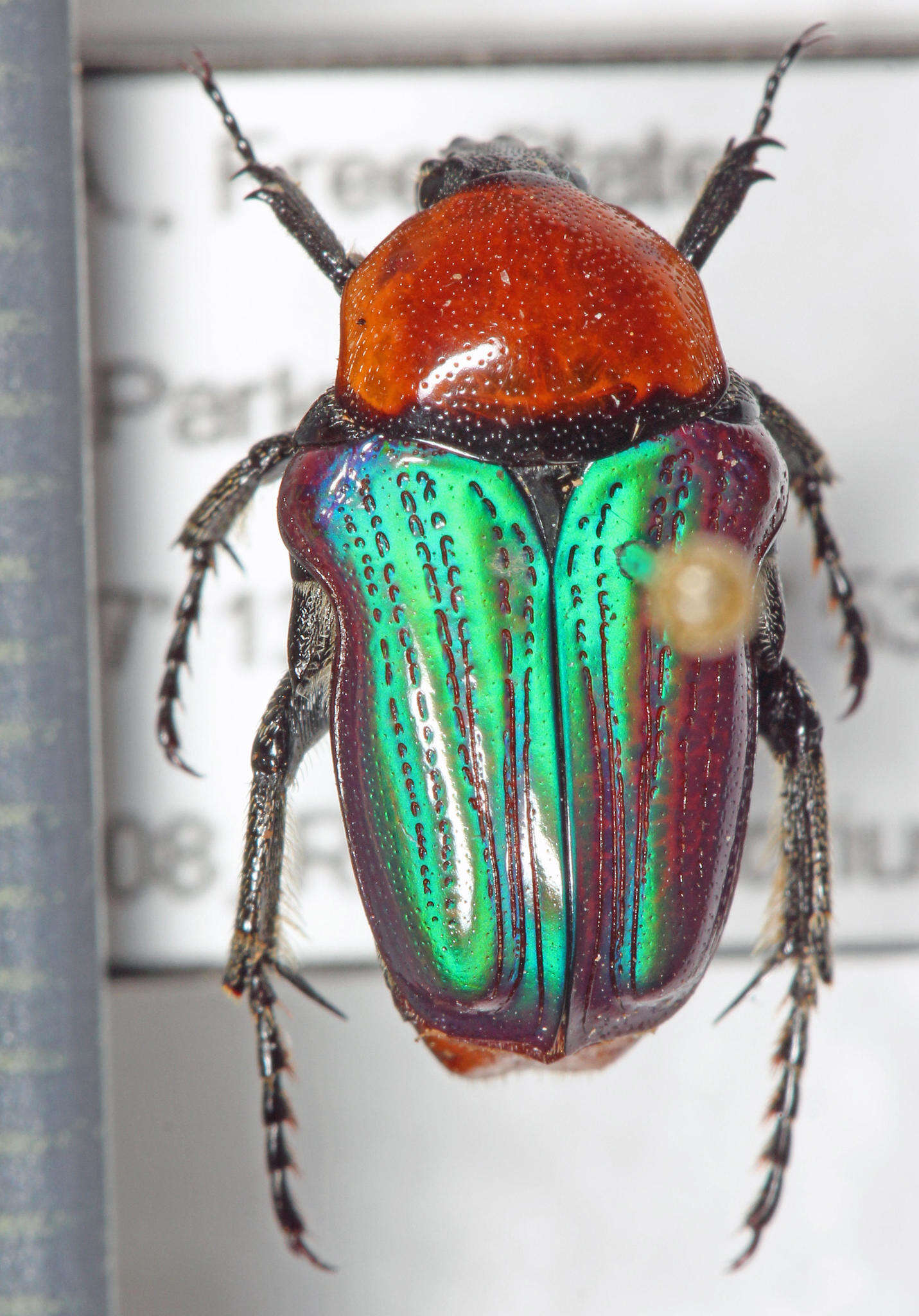 Image of Amethyst Fruit Chafer