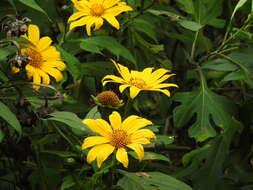 Image of tree marigold