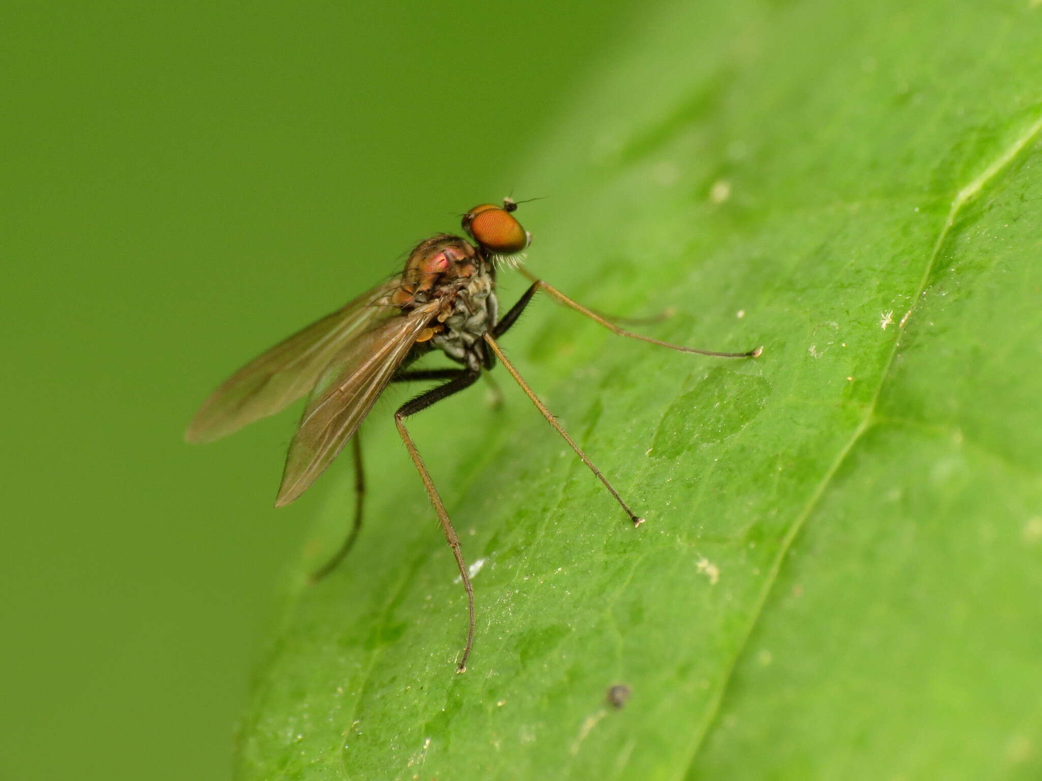 Plancia ëd <i>Chrysotus spectabilis</i>