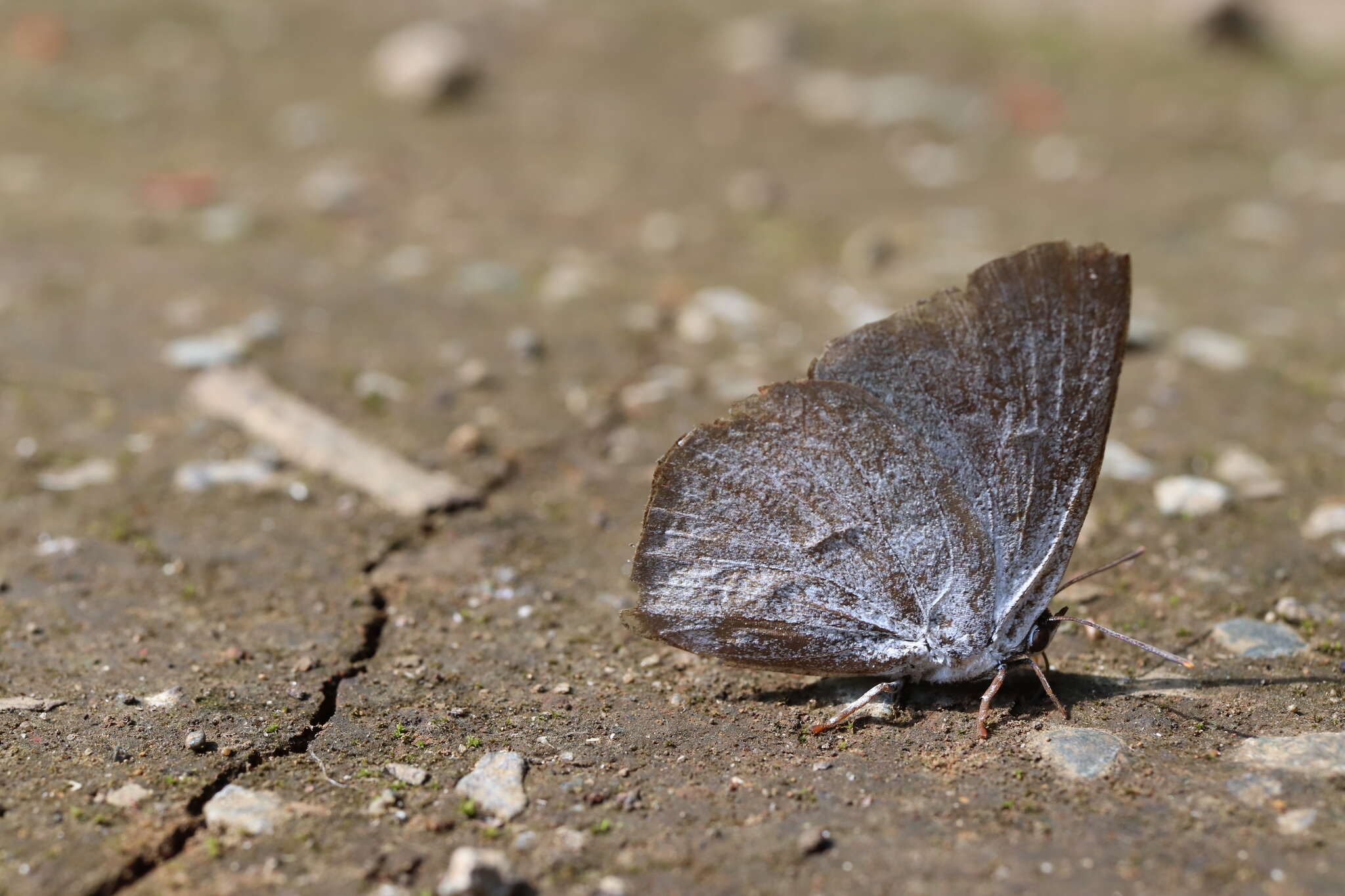 Image of <i>Curetis acuta paracuta</i>