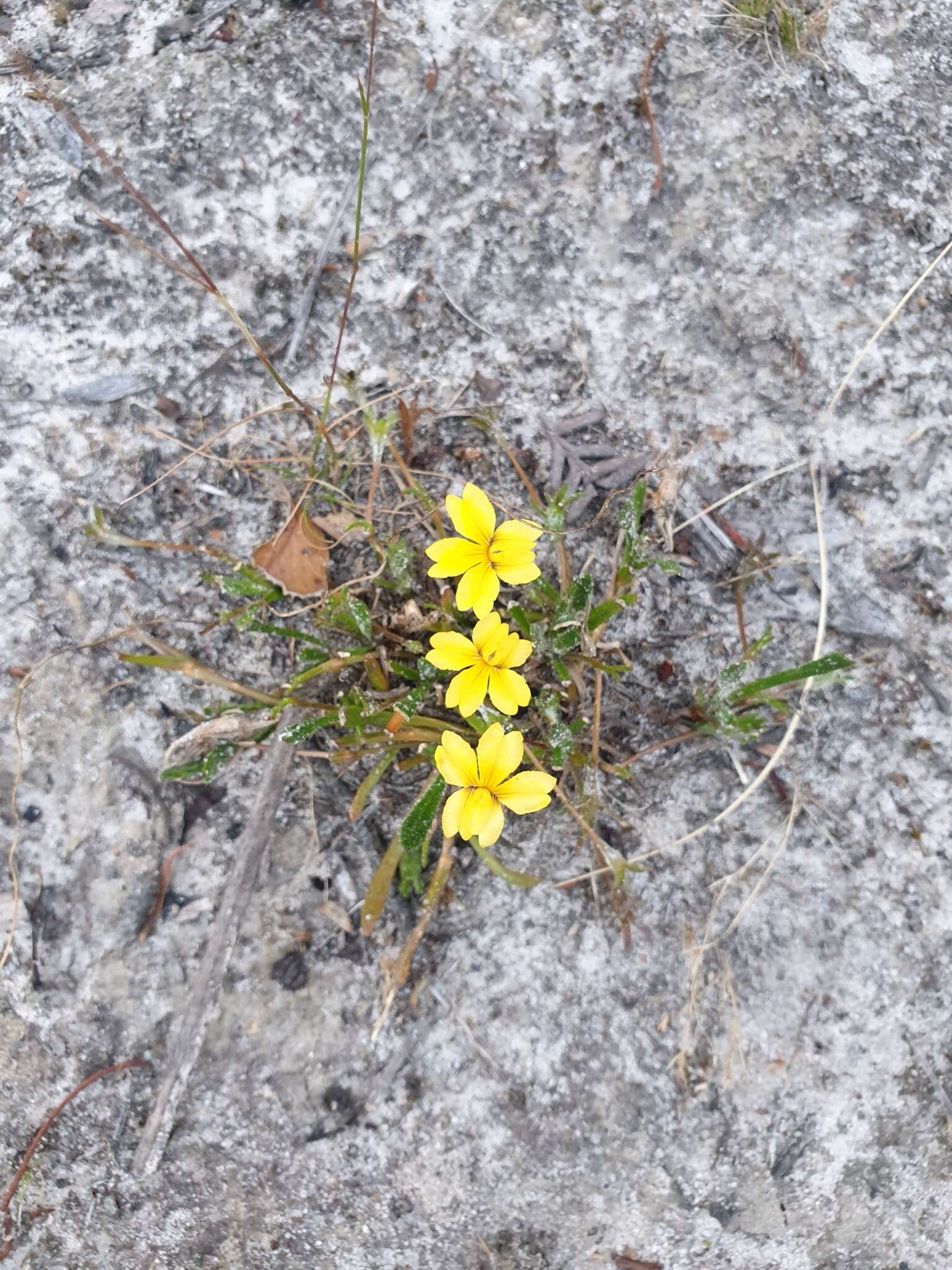 Imagem de Goodenia geniculata R. Br.