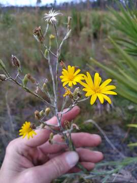 Image of Tracy's silkgrass