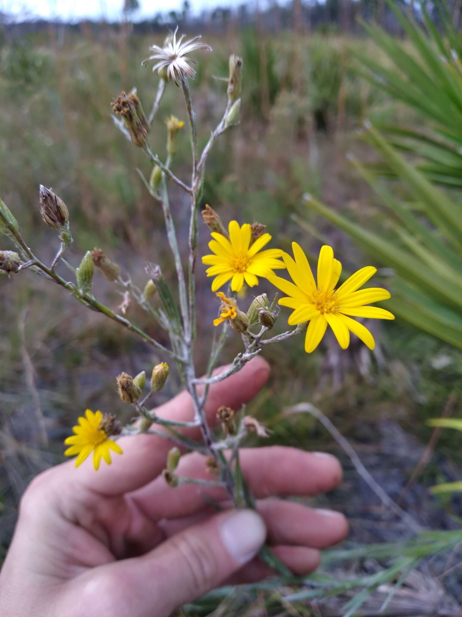 Imagem de Pityopsis graminifolia var. tracyi (Small) J. C. Semple