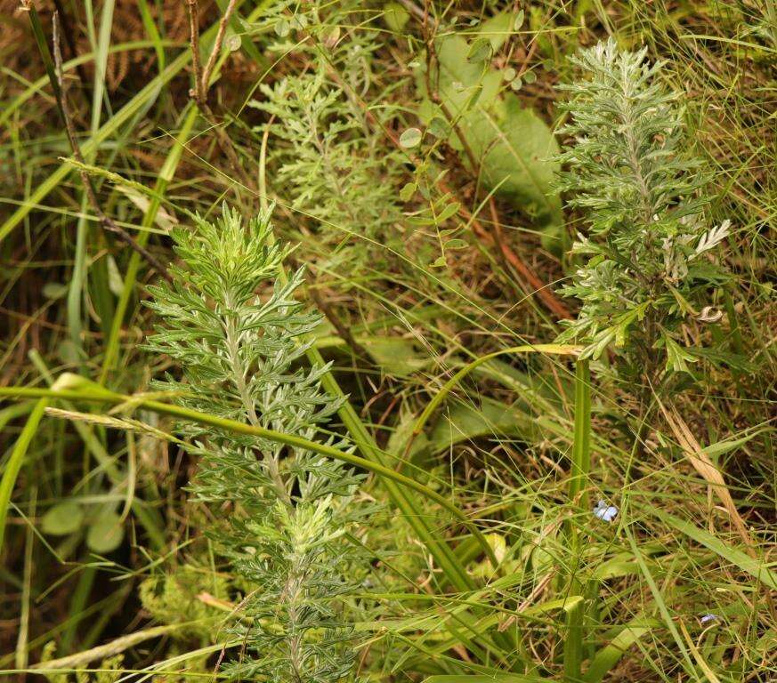 Image of Senecio haygarthii M. R. F. Taylor ex Hilliard