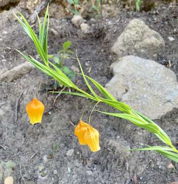 Image of Sandersonia aurantiaca Hook.