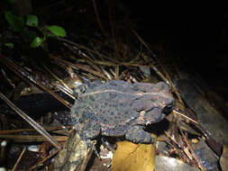 Image of Fowler's Toad