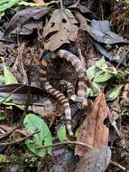 Image of Boulenger's False Coral Snake