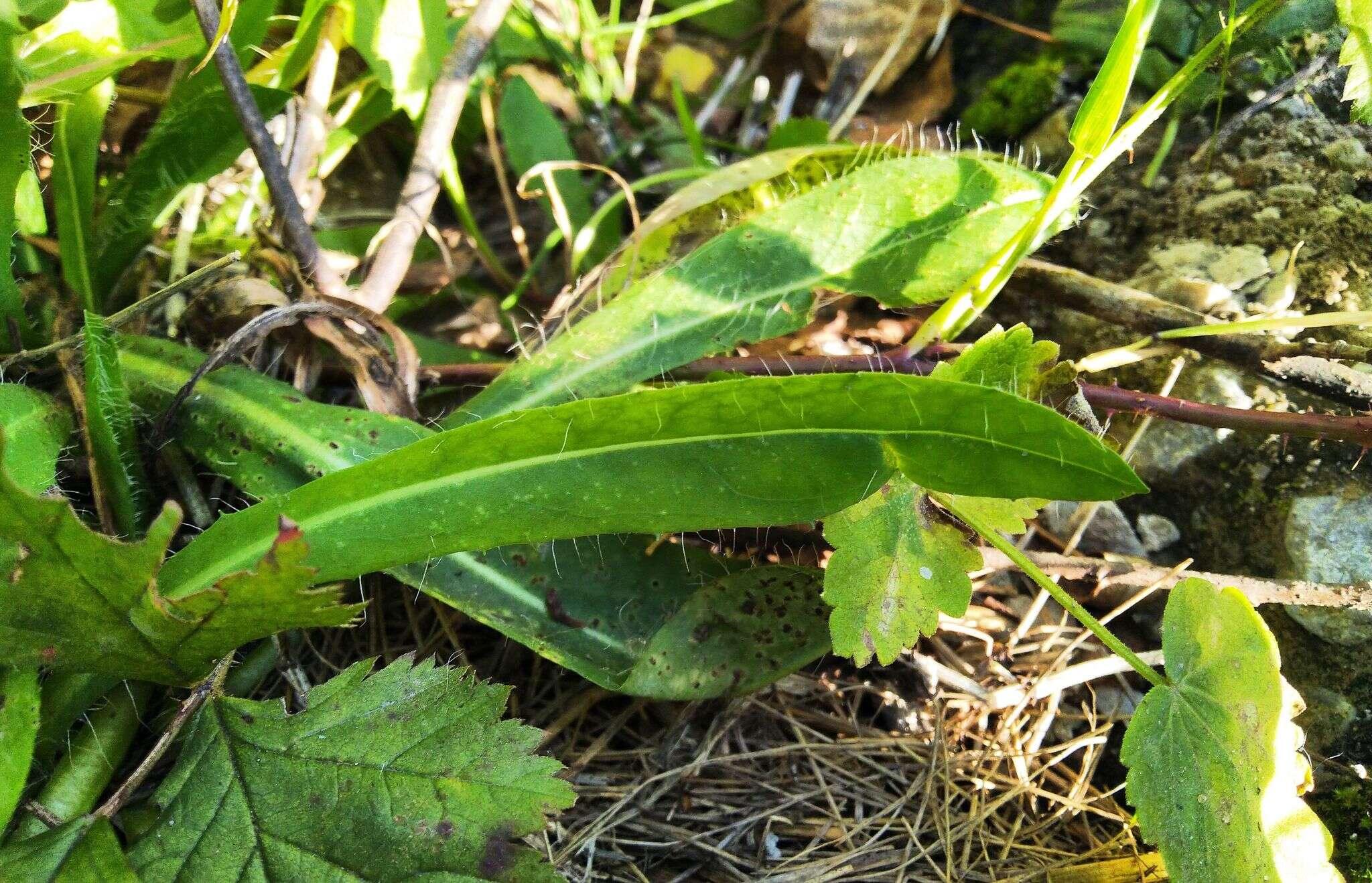 صورة Pilosella novosibirskensis N. N. Tupitsyna