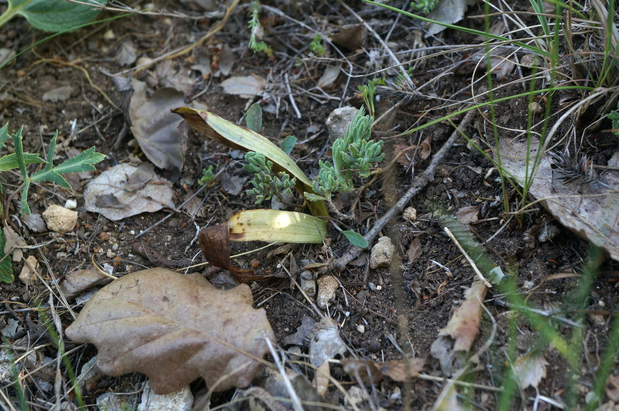 Image of Komper's Orchid