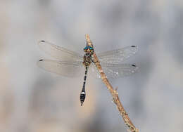 Image of Jade-striped Sylph