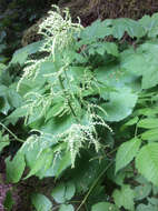 Image of aruncus