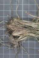 Image of pinyon ricegrass