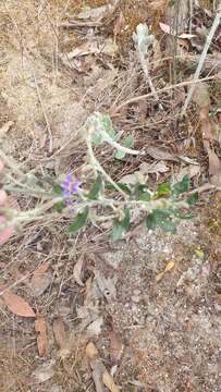 Image of Dampiera lanceolata var. intermedia M. T. M. Rajput & R. C. Carolin