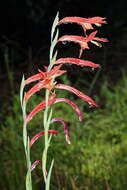 Imagem de Gladiolus quadrangularis (Burm. fil.) Aiton