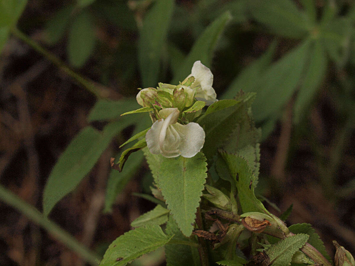 Image of sickletop lousewort