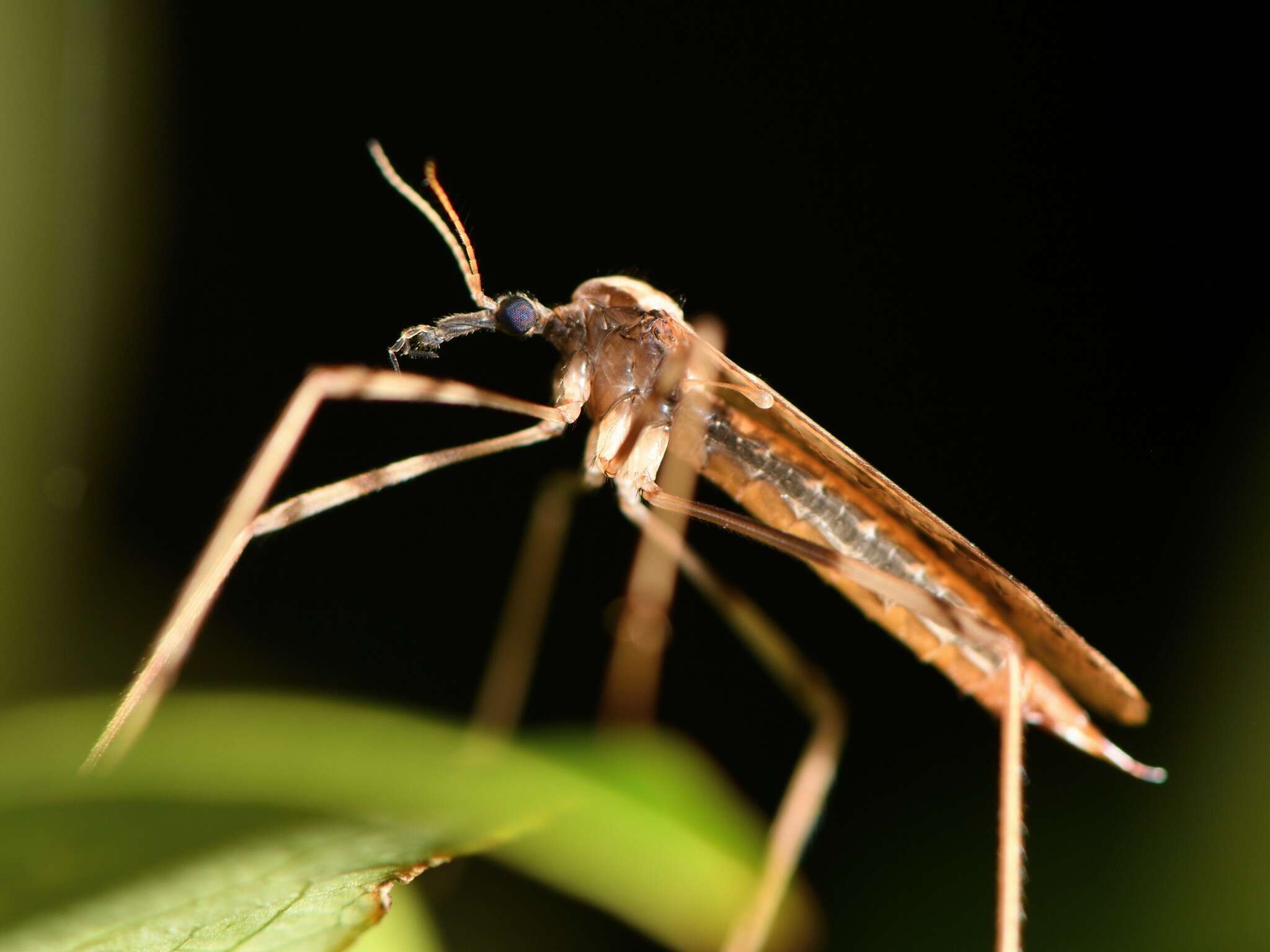 Image of Rhamphophila sinistra (Hutton 1900)