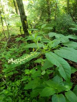 Image of Phytolacca americana var. americana