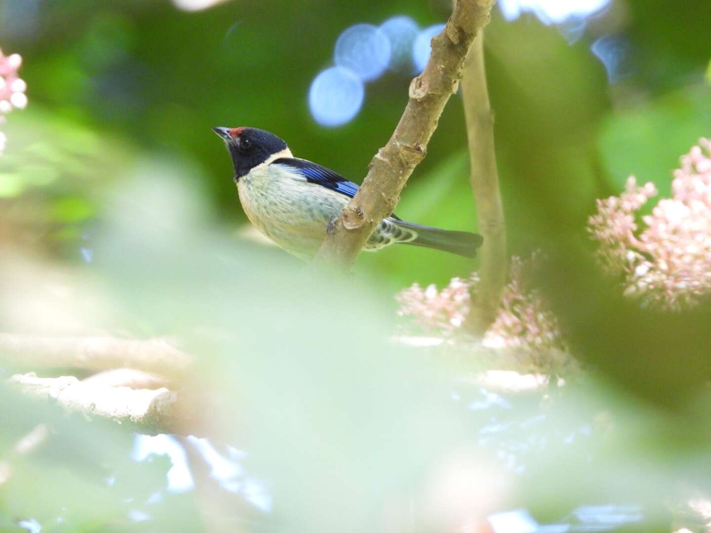 Image of Black-headed Tanager