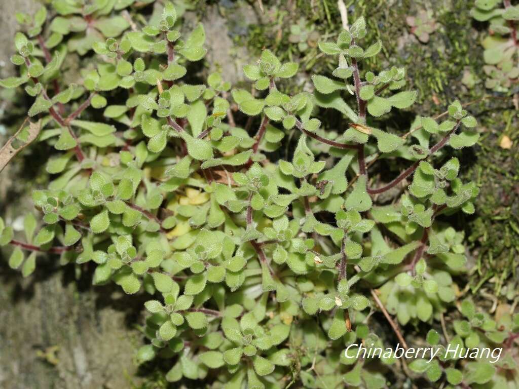 Image of Sedum stellariifolium Franch.