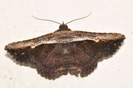 Image of Pale-edged Selenisa