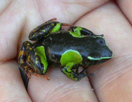 Image of Baron's Mantella