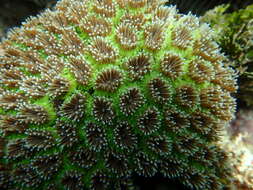 Image of Fluorescence grass coral