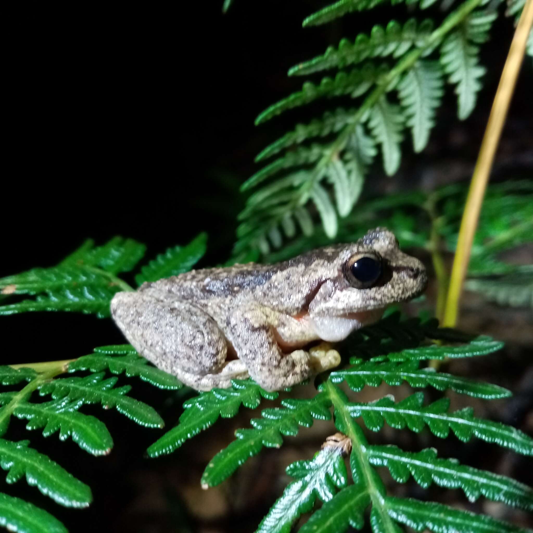 Litoria watsoni的圖片