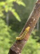 Image of Mountain-ash sawfly