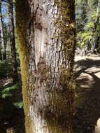 Слика од Fraxinus latifolia Benth.