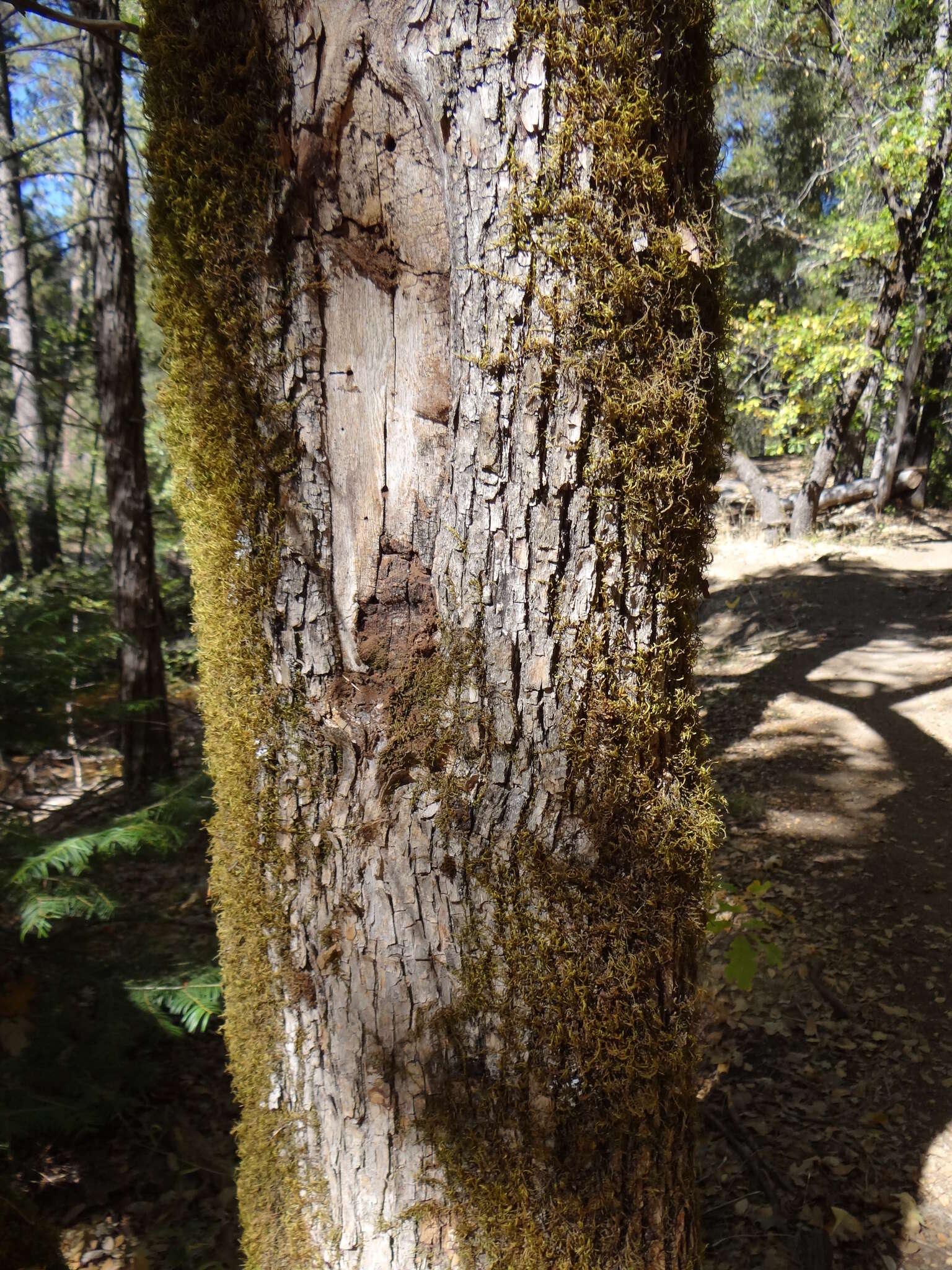 Image of Oregon Ash