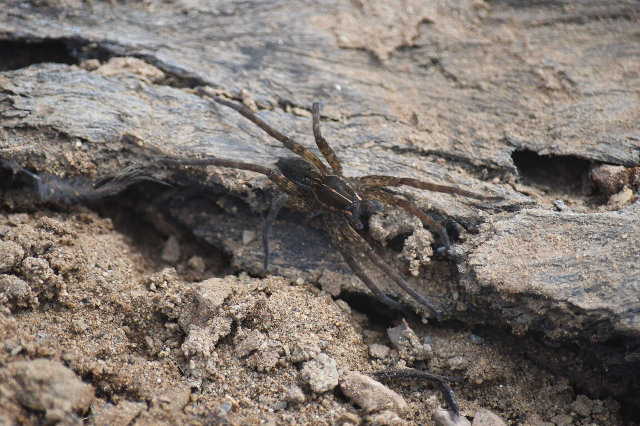 صورة Dolomedes instabilis L. Koch 1876