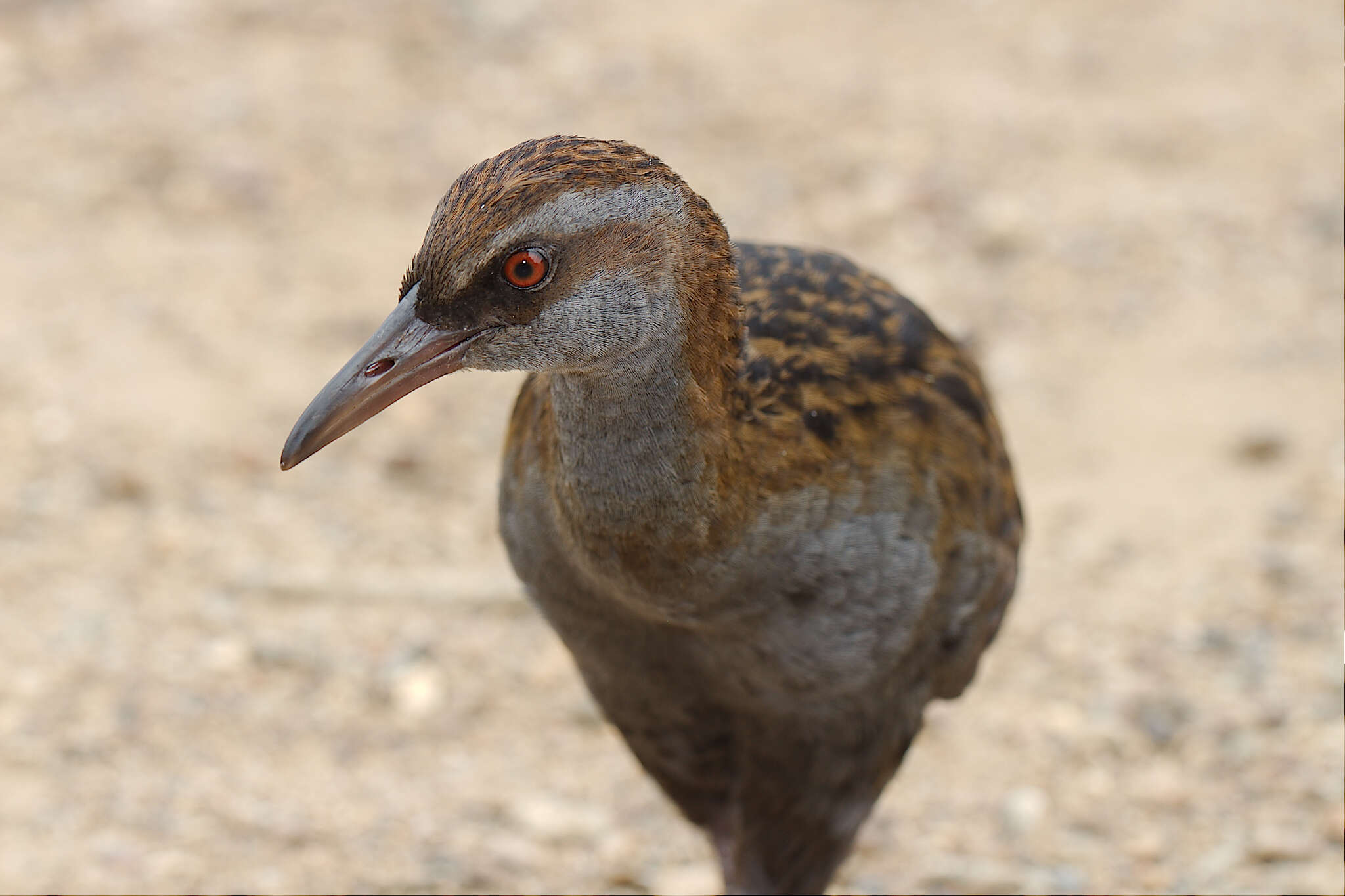 Image of Gallirallus australis greyi (Buller 1888)