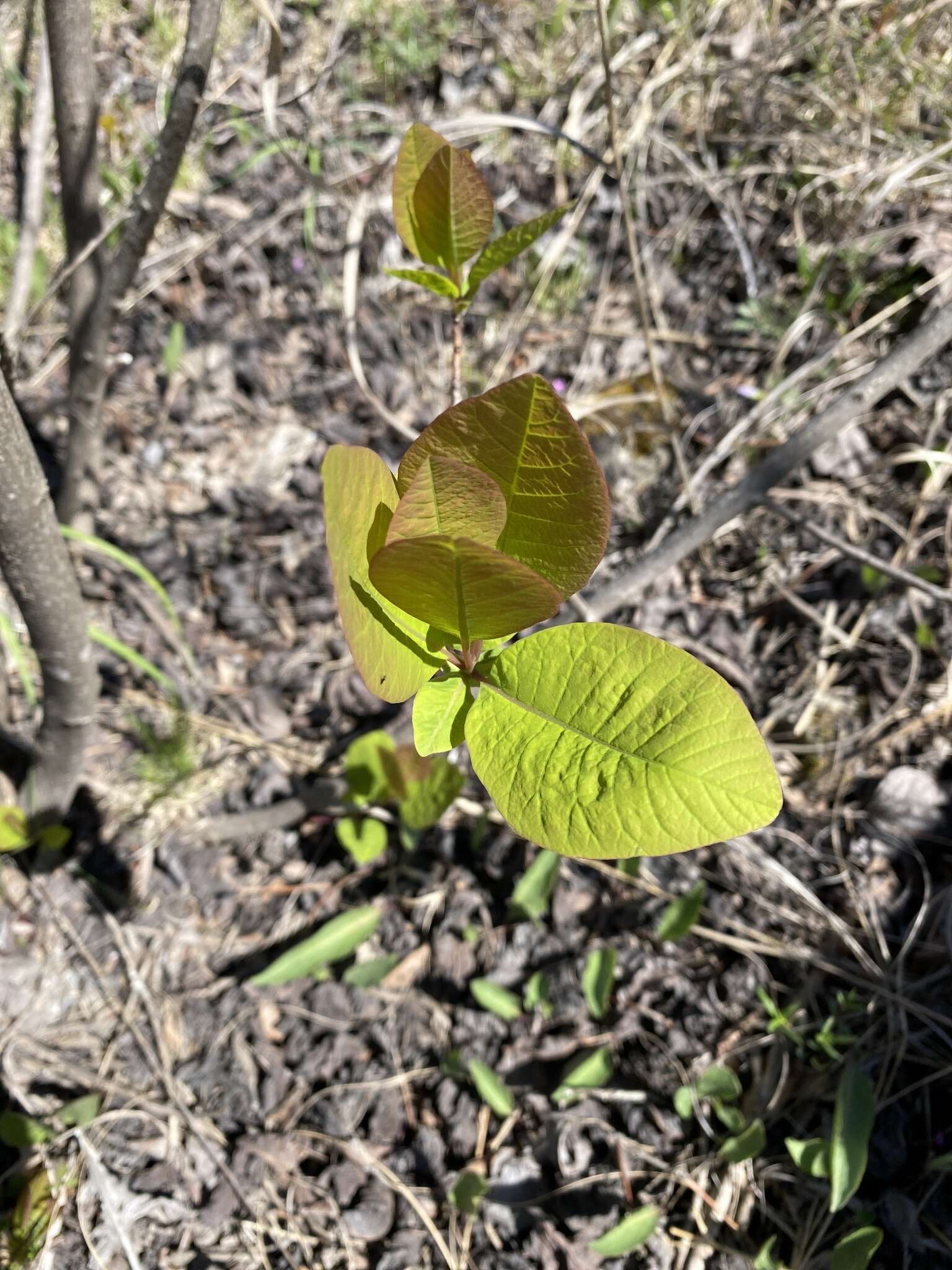 Imagem de Cotinus obovatus Raf.