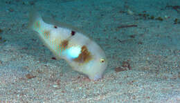 Image of Whitepatch razorfish