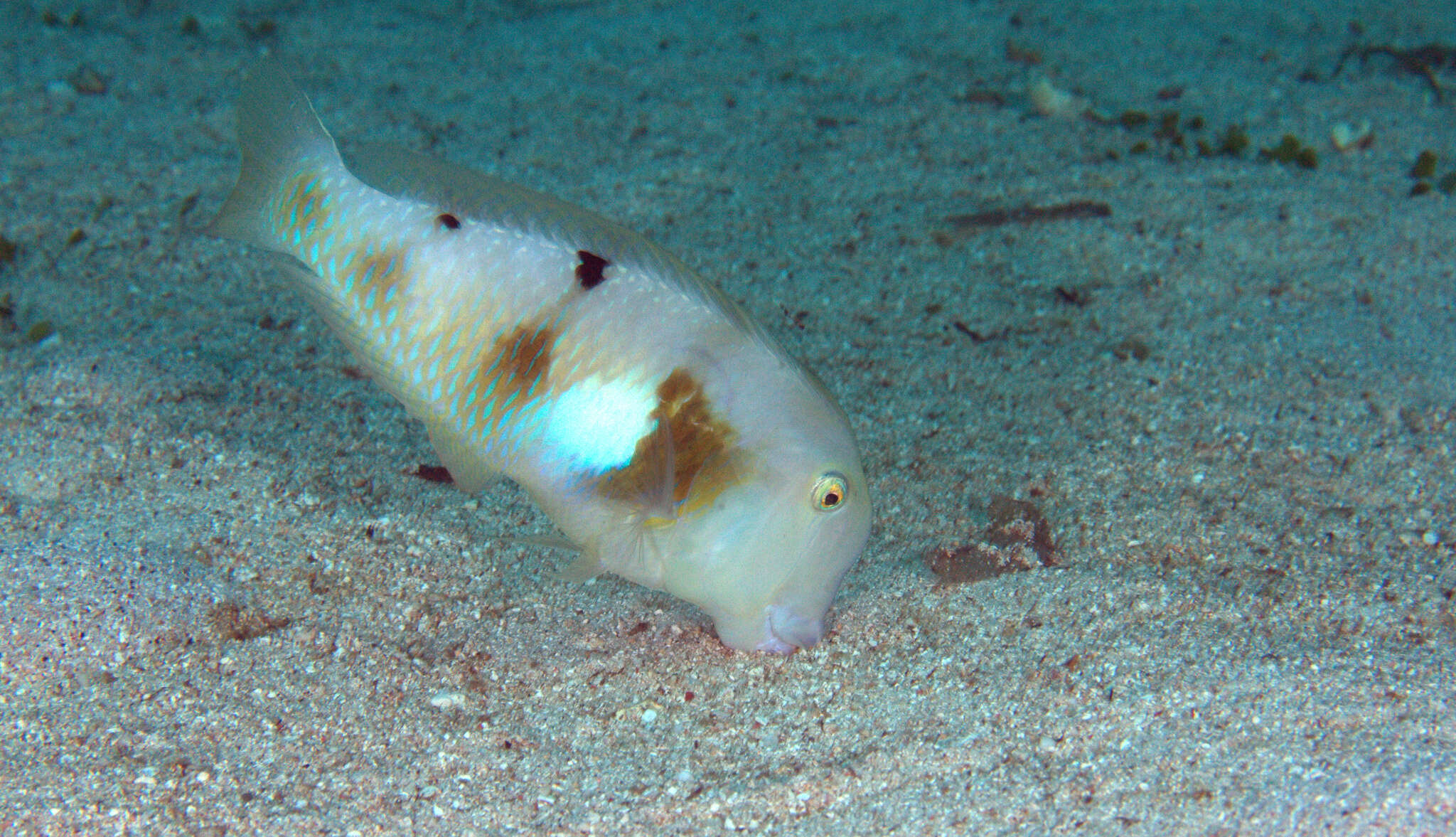 Image of Whitepatch razorfish